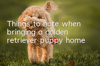 Things to note when bringing a golden retriever puppy home
