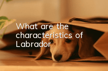 What are the characteristics of Labrador?