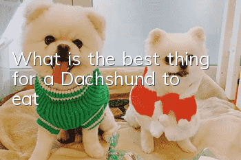 What is the best thing for a Dachshund to eat?