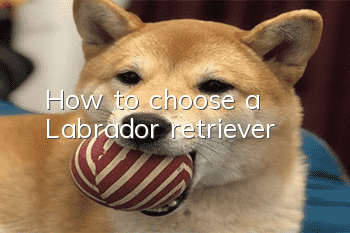 How to choose a Labrador retriever