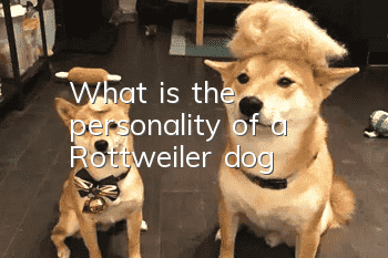 What is the personality of a Rottweiler dog?