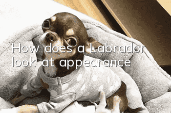 How does a Labrador look at appearance?