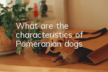 What are the characteristics of Pomeranian dogs?