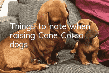 Things to note when raising Cane Corso dogs