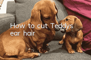 How to cut Teddy’s ear hair