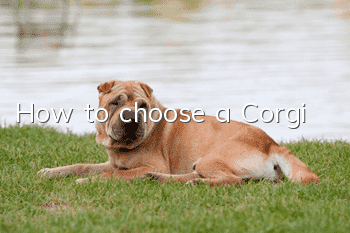 How to choose a Corgi