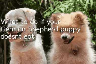 What to do if your German Shepherd puppy doesn’t eat