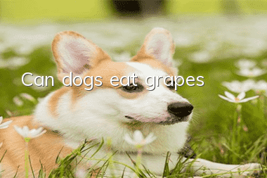 Can dogs eat grapes?