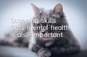 Scooping skills: Cats’ mental health is also important