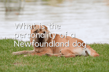 What is the personality of a Newfoundland dog?