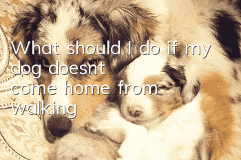 What should I do if my dog ​​doesn’t come home from walking?