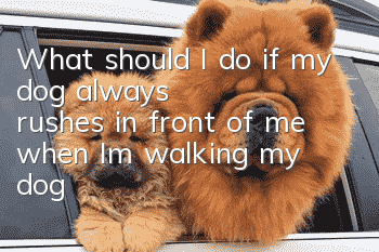 What should I do if my dog ​​always rushes in front of me when I’m walking my dog?