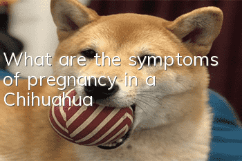 What are the symptoms of pregnancy in a Chihuahua?