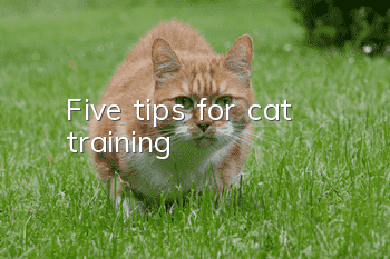 Five tips for cat training