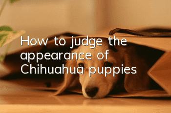 How to judge the appearance of Chihuahua puppies