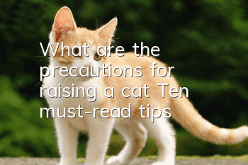 What are the precautions for raising a cat? Ten must-read tips