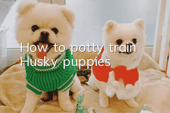 How to potty train Husky puppies