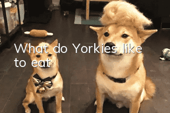 What do Yorkies like to eat?