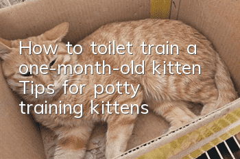 How to toilet train a one-month-old kitten? Tips for potty training kittens
