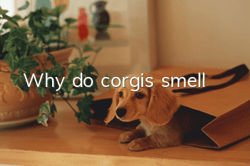 Why do corgis smell?