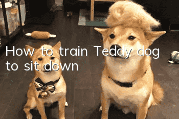 How to train Teddy dog to sit down