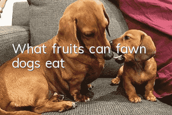 What fruits can fawn dogs eat?
