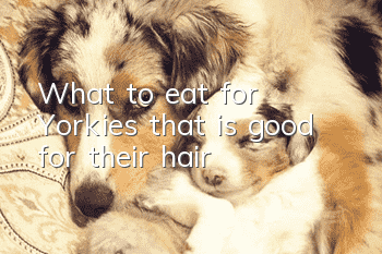 What to eat for Yorkies that is good for their hair