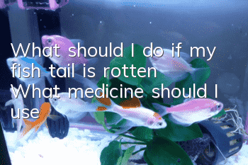What should I do if my fish tail is rotten? What medicine should I use?