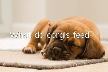 What do corgis feed?