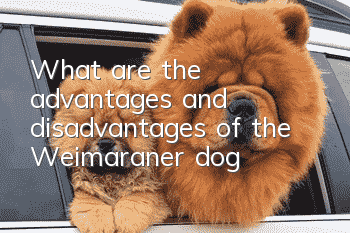 What are the advantages and disadvantages of the Weimaraner dog?