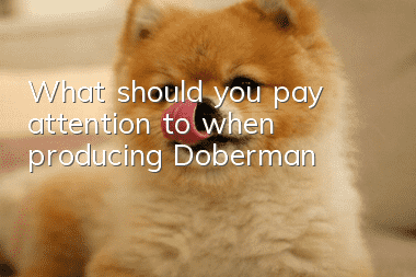 What should you pay attention to when producing Doberman?
