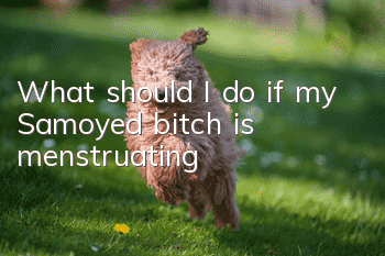What should I do if my Samoyed bitch is menstruating?