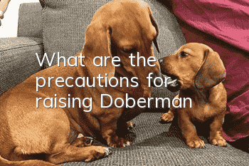 What are the precautions for raising Doberman?