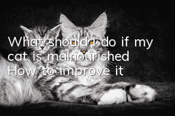 What should I do if my cat is malnourished? How to improve it?
