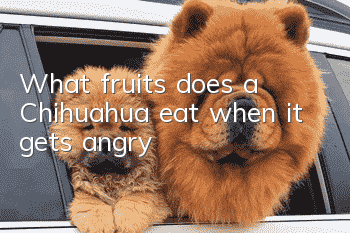 What fruits does a Chihuahua eat when it gets angry?