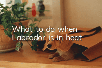 What to do when Labrador is in heat