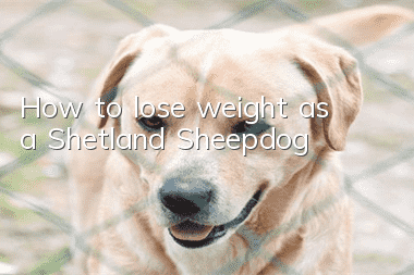 How to lose weight as a Shetland Sheepdog