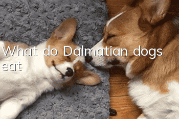 What do Dalmatian dogs eat?