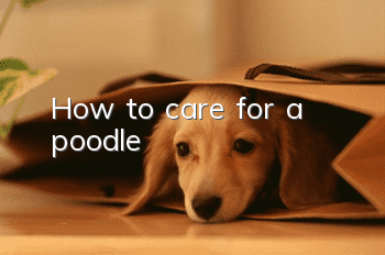 How to care for a poodle