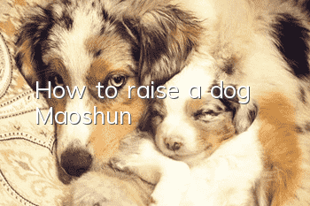 How to raise a dog Maoshun