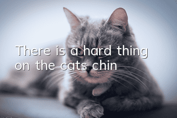There is a hard thing on the cat's chin