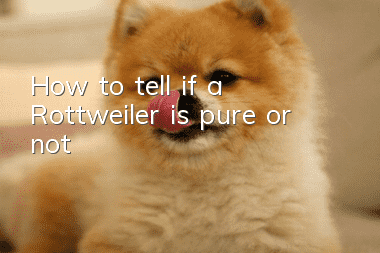 How to tell if a Rottweiler is pure or not?