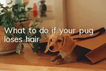 What to do if your pug loses hair