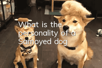 What is the personality of a Samoyed dog?