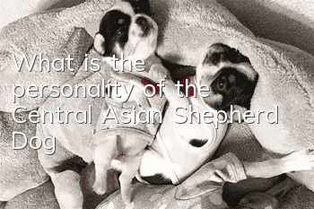 What is the personality of the Central Asian Shepherd Dog?