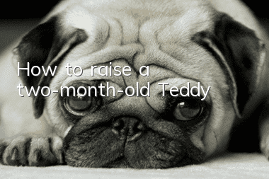 How to raise a two-month-old Teddy