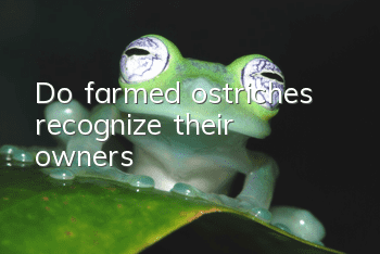 Do farmed ostriches recognize their owners?