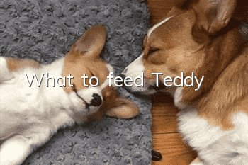 What to feed Teddy
