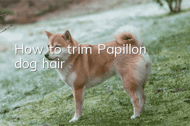 How to trim Papillon dog hair