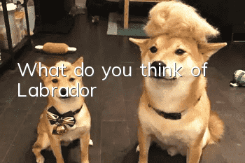 What do you think of Labrador?